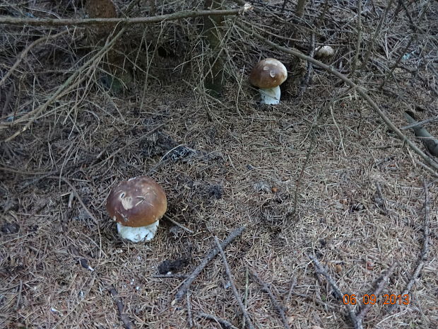 hríb smrekový Boletus edulis Bull.