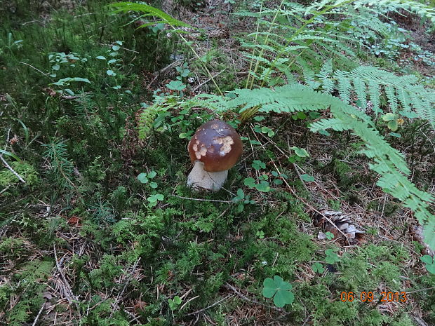 hríb smrekový Boletus edulis Bull.