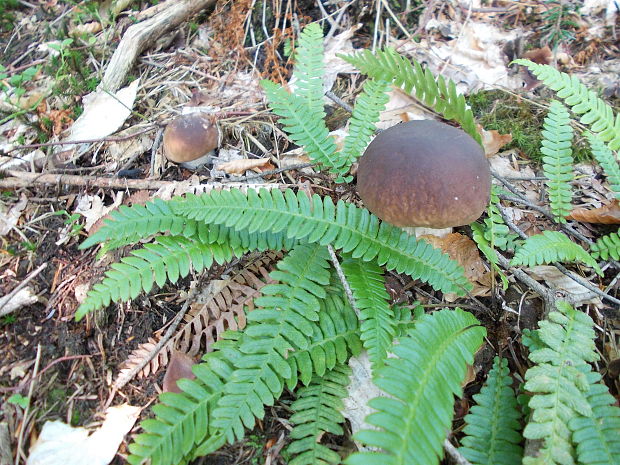 hríb smrekový Boletus edulis Bull.