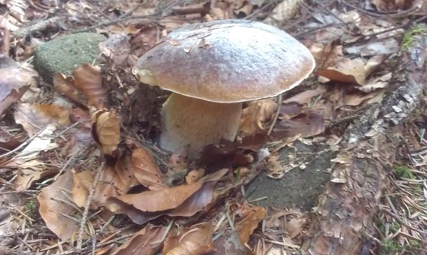 hríb smrekový Boletus edulis Bull.