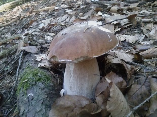 hríb smrekový Boletus edulis Bull.