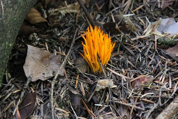 parôžkovec lepkavý Calocera viscosa (Pers.) Fr.