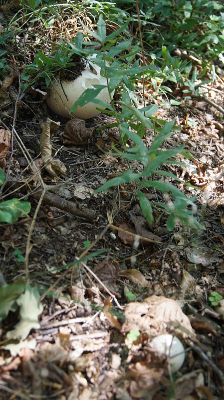 vatovec obrovský Calvatia gigantea (Batsch) Lloyd