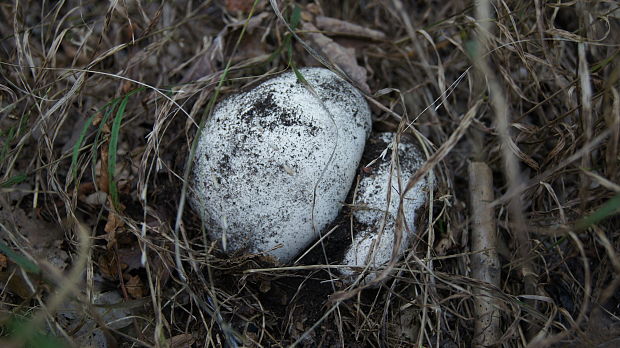 vatovec obrovský Calvatia gigantea (Batsch) Lloyd