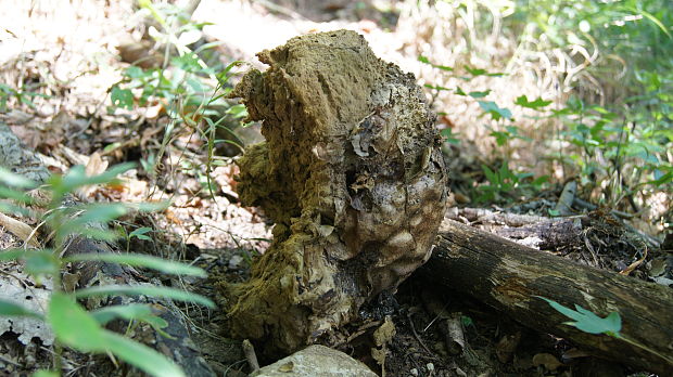 vatovec obrovský Calvatia gigantea (Batsch) Lloyd