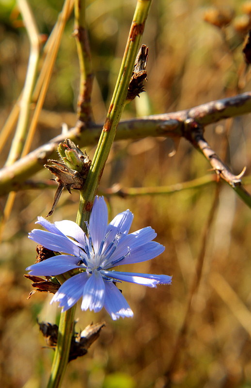 čakanka obyčajná Cichorium intybus L.