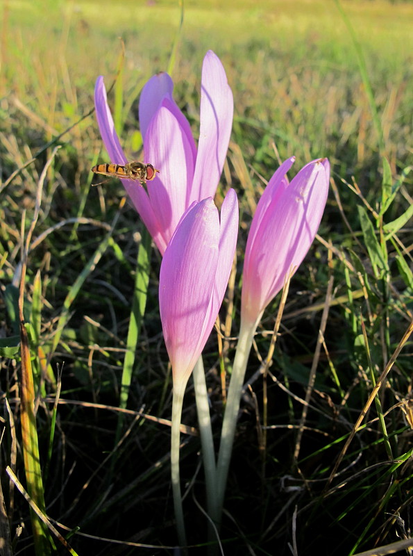 jesienka obyčajná Colchicum autumnale