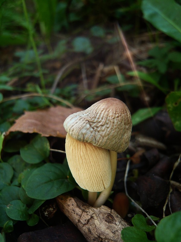 hnojník Coprinus sp.