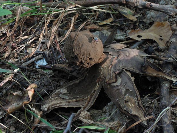 hviezdovka vlasatá Geastrum melanocephalum (Czern.) V.J. Staněk