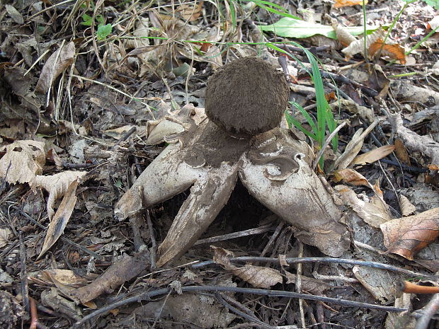 hviezdovka vlasatá Geastrum melanocephalum (Czern.) V.J. Staněk