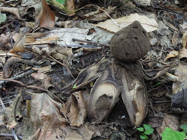 hviezdovka vlasatá Geastrum melanocephalum (Czern.) V.J. Staněk