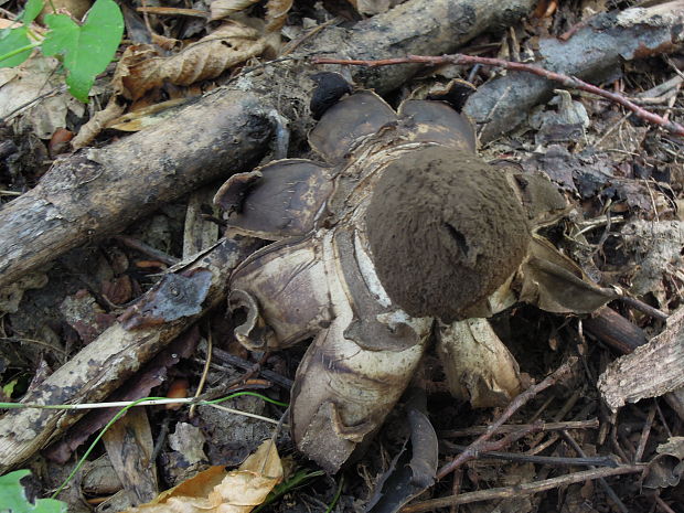 hviezdovka vlasatá Geastrum melanocephalum (Czern.) V.J. Staněk