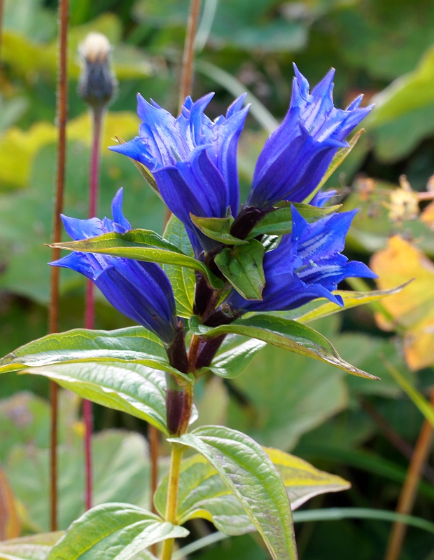 horec luskáčovitý Gentiana asclepiadea L.