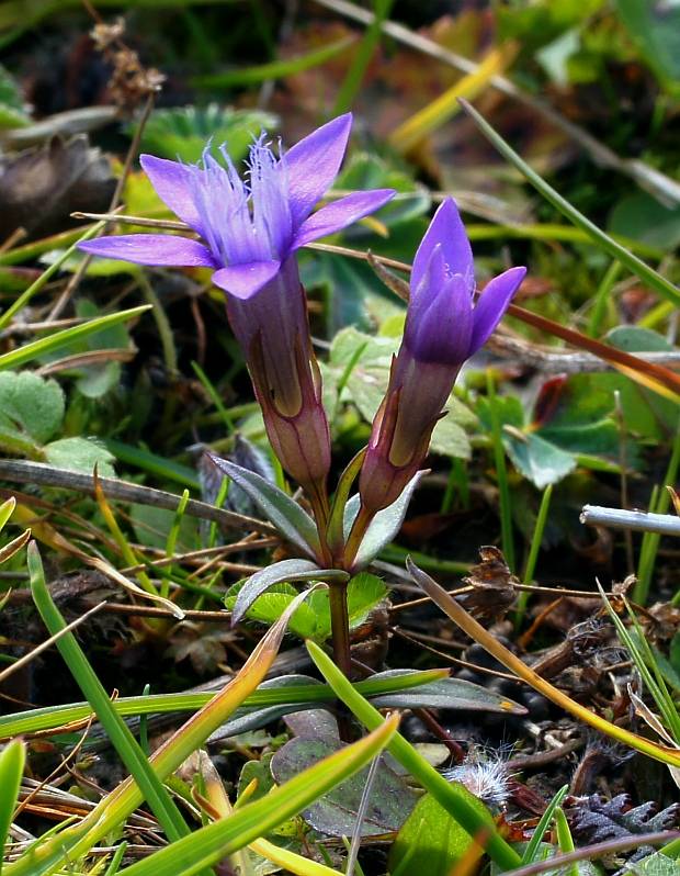 horček fatranský Gentianella fatrae (Borbás) Holub