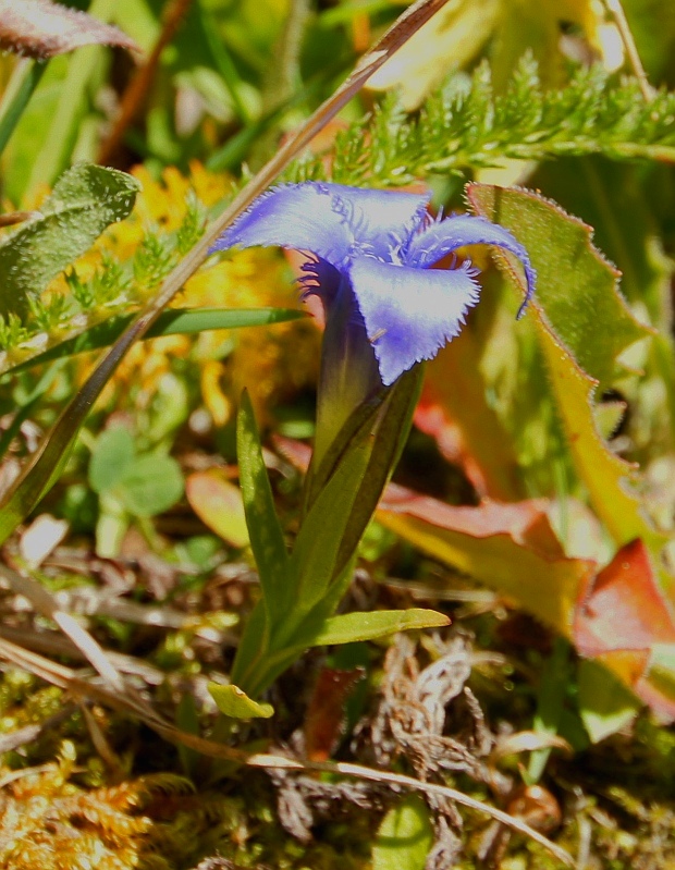 pahorec brvitý Gentianopsis ciliata (L.) Ma