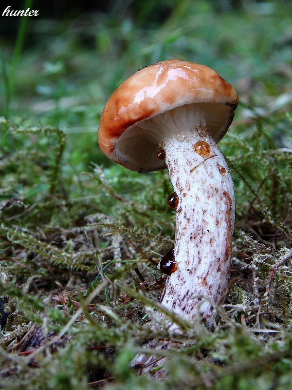 sliziak škvrnitý Gomphidius maculatus (Scop.) Fr.