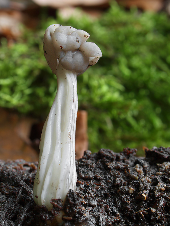 chriapač jamkatý Helvella lacunosa Afzel.