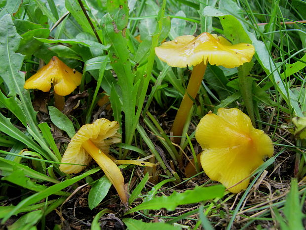 lucnica hrotita Hygrocybe persistens