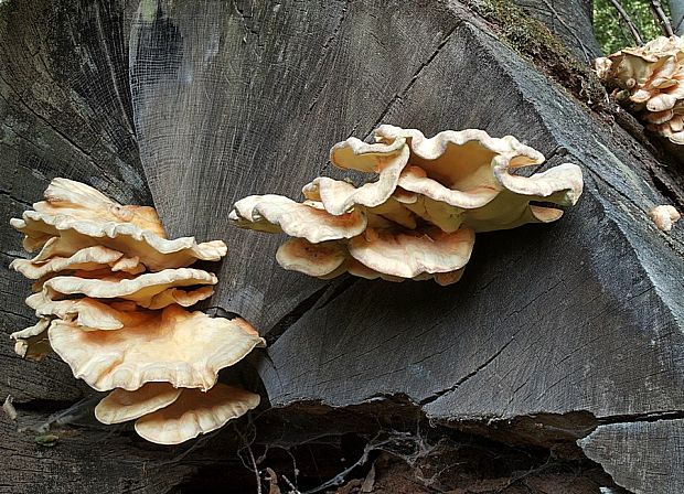 sírovec obyčajný Laetiporus sulphureus (Bull.) Murrill