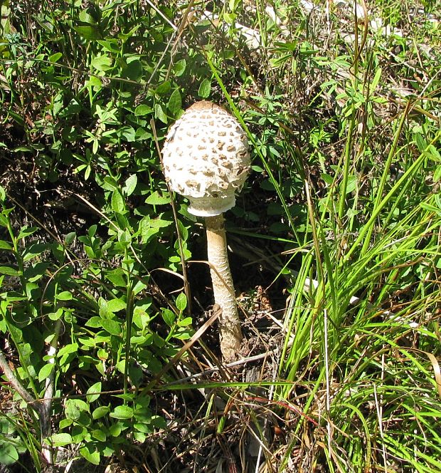 bedľa vysoká  Macrolepiota procera  (Scop.) Singer