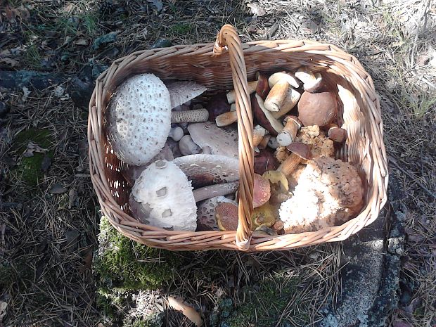 bedľa Macrolepiota sp.