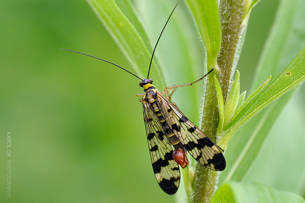 srpica Panorpa vulgaris