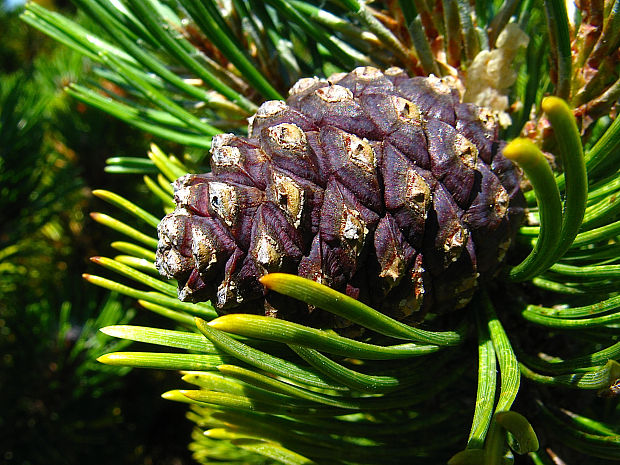 borovica horská Pinus mugo Turra