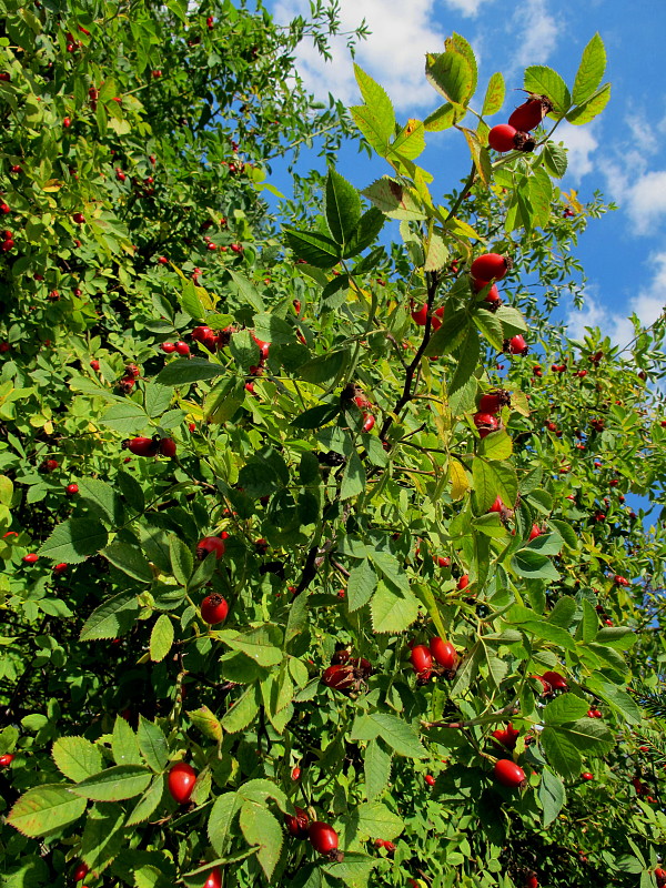 ruža šípová,plody Rosa canina L.