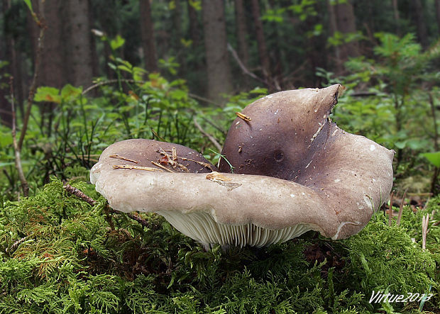 plávka hustolupeňová Russula densifolia  Secr. ex Gillet