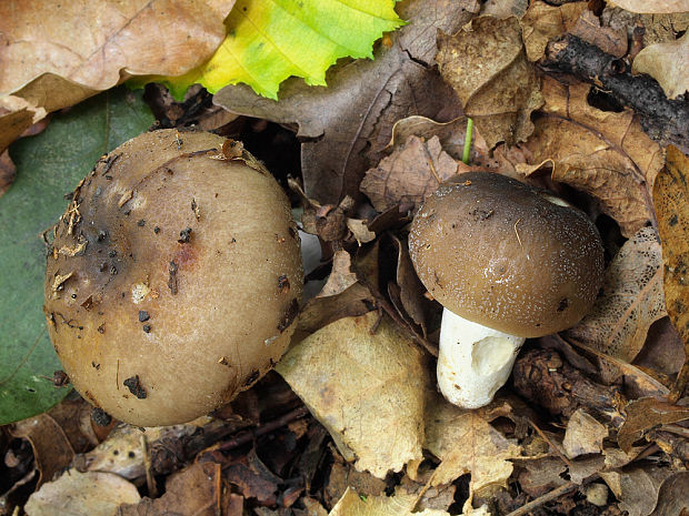 plávka šupinkatá Russula pseudoaffinis Migl. & Nicolaj