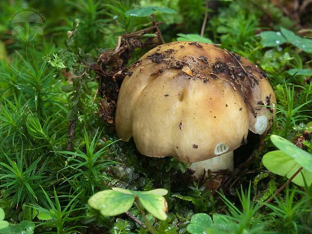 plávka lepkavá Russula viscida Kudrna