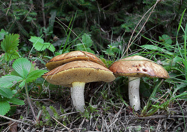 masliak zrnitý Suillus granulatus (L.) Roussel