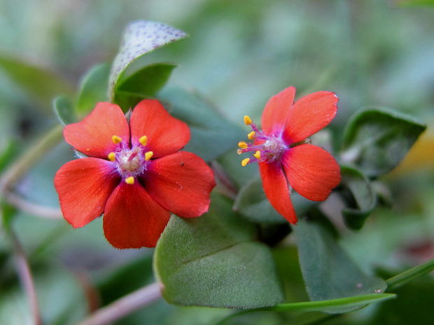 drchnička roľná Anagallis arvensis L.