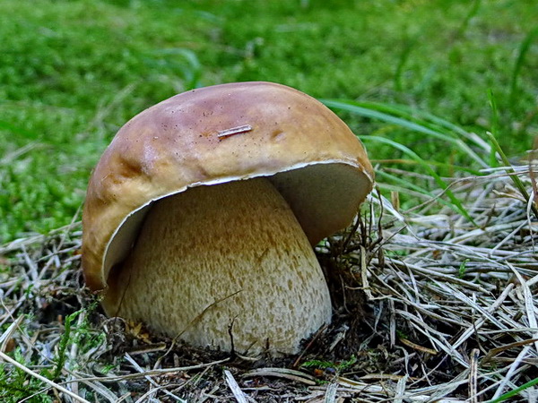 hríb smrekový Boletus edulis Bull.