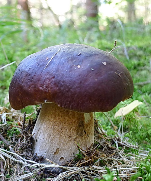 hríb smrekový Boletus edulis Bull.