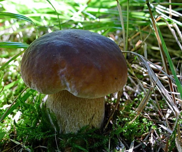 hríb smrekový Boletus edulis Bull.