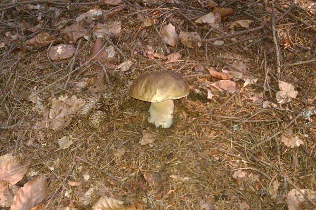 hríb smrekový Boletus edulis Bull.