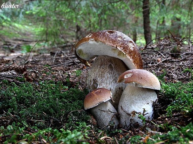 hríb smrekový Boletus edulis Bull.