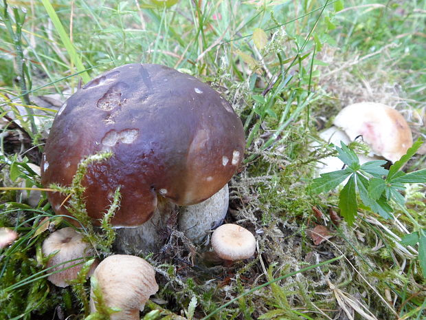 hríb smrekový Boletus edulis Bull.