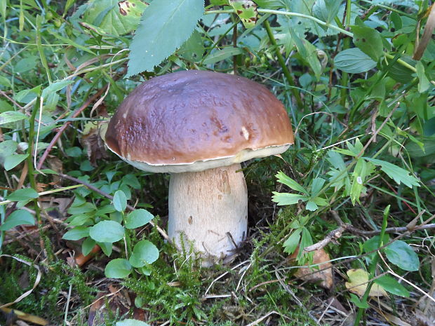 hríb smrekový Boletus edulis Bull.