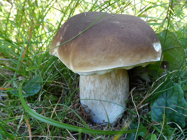 hríb smrekový Boletus edulis Bull.