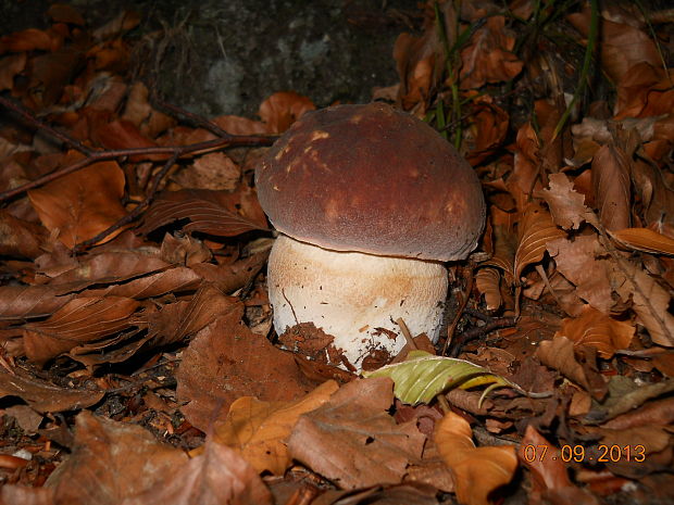 hríb sosnový Boletus pinophilus Pil. et Dermek in Pil.