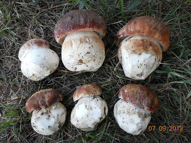 hríb sosnový Boletus pinophilus Pil. et Dermek in Pil.