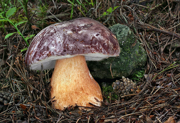 hríb sosnový Boletus pinophilus Pil. et Dermek in Pil.