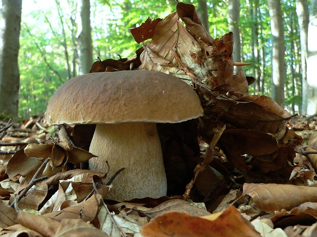 hríb dubový Boletus reticulatus Schaeff.