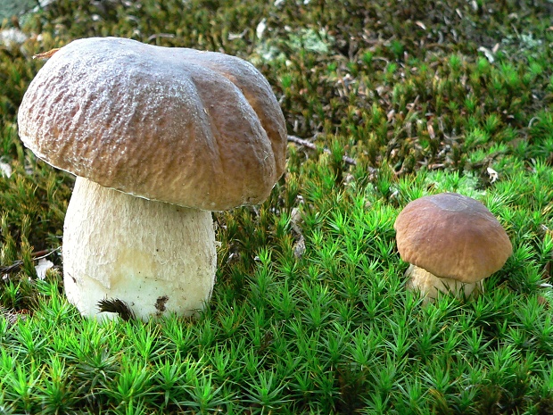 hríb dubový Boletus reticulatus Schaeff.