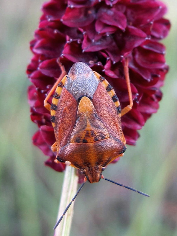 bzdocha meniva Carpocoris pudikus