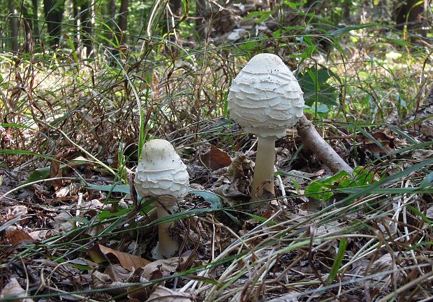 bedľa červenejúca Chlorophyllum rachodes (Vittad.) Vellinga