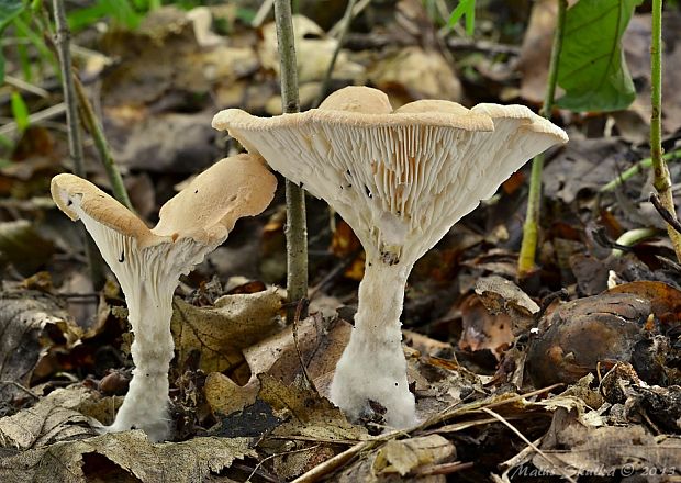 strmuľka Clitocybe sp.