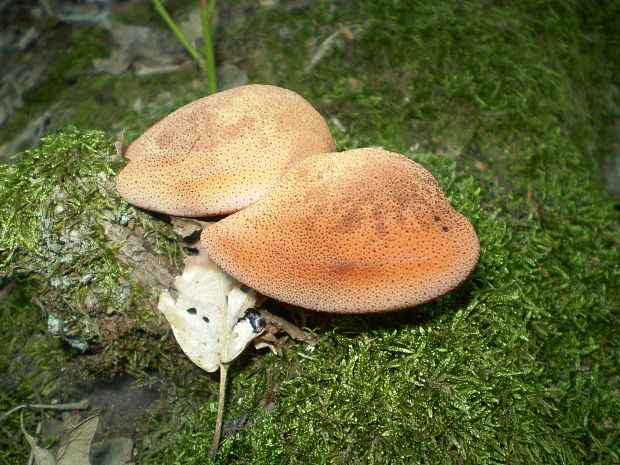 pečeňovec dubový Fistulina hepatica (Schaeff.) With.